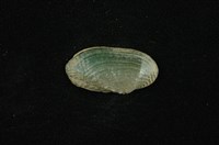藏品(石蚌)的圖片